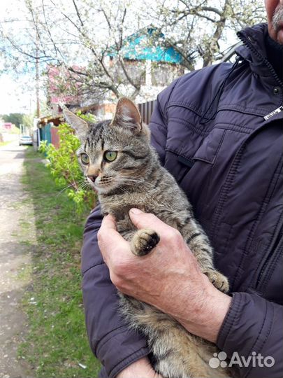 Молодой котик