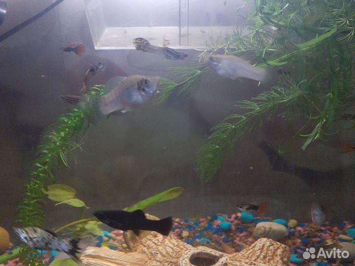 Аквариумные рыбки