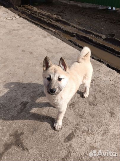 Щенки Западно-сибирской лайки