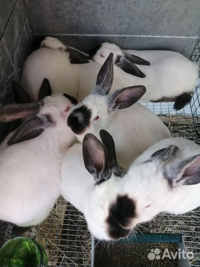 Калифорнийский мясной кролик