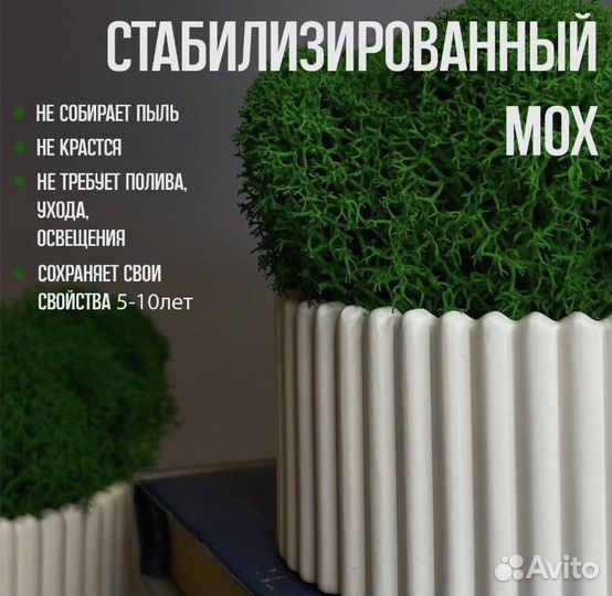 Набор кашпо со стабилизированным мхом