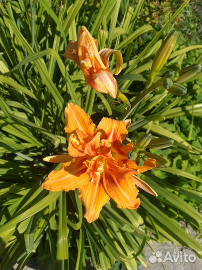 Лилейник махровый оранжевый