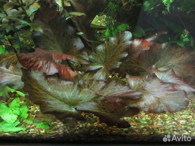 Грунт для аквариума