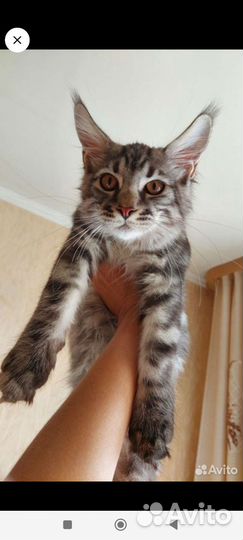 Котенок мейн-кун