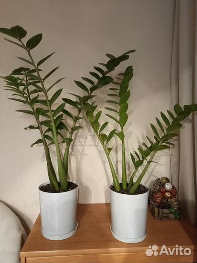 Замиокулькас.Юкка