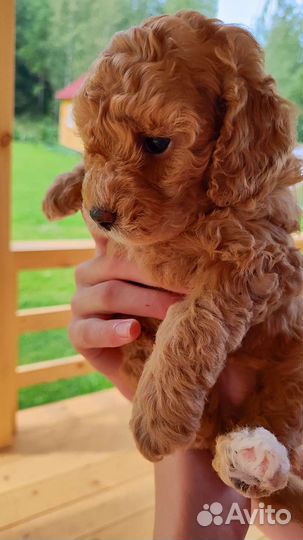 Карликовый пудель девочки