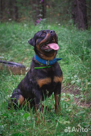 Продам щенков ротвейлера