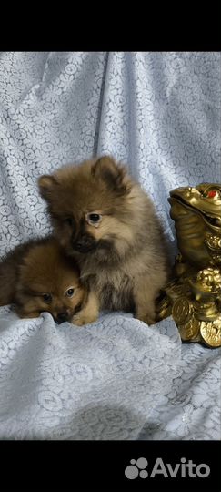 Померанский шпицы