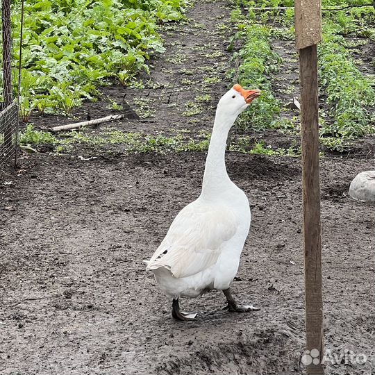 Инкубационное яйцо гусей