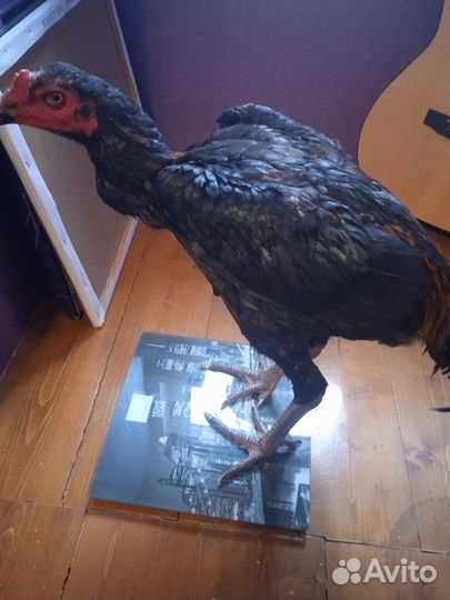 Петушки породы Дакан (Куланг)