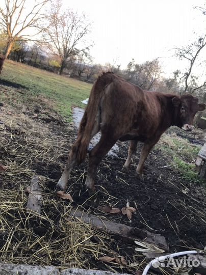 Бычки и телки