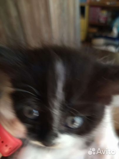 Котята в добрые руки 1 месяц