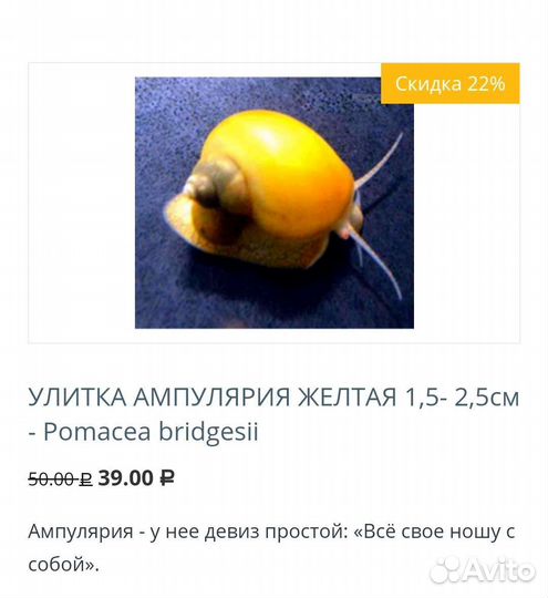 Улитка Аквариумная ампулярия