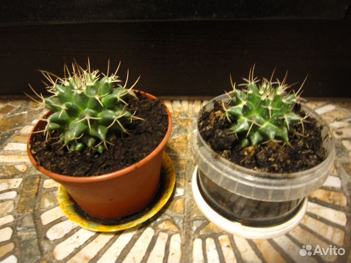 Обновлено 2023) Цветущий Кактус Mammillaria