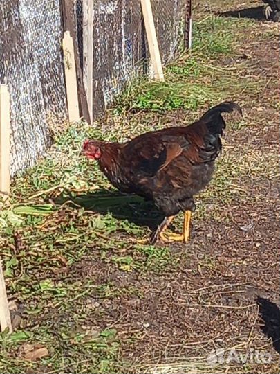 Продам двух петухов, брама