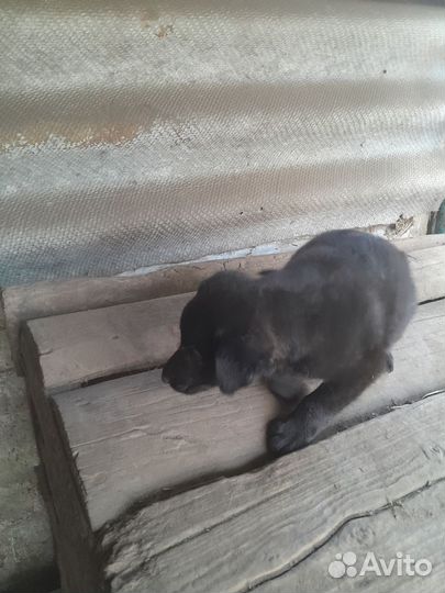 Щенок в добрые руки бесплатно маленькая порода