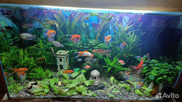 Водоросли для аквариума