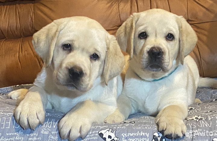 Щенки Лабрадора
