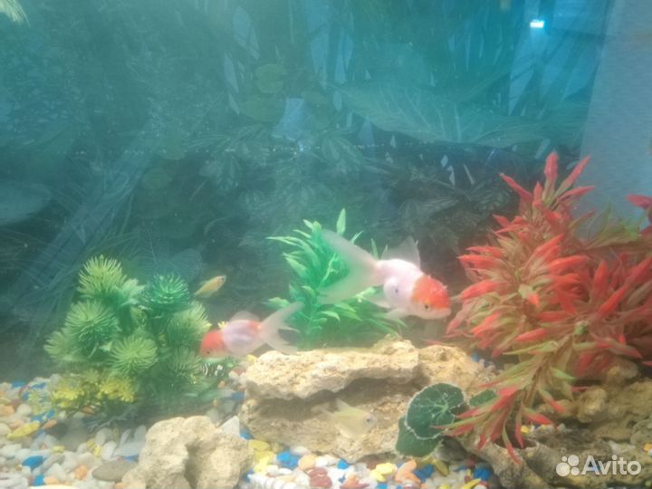 Аквариум с рыбками