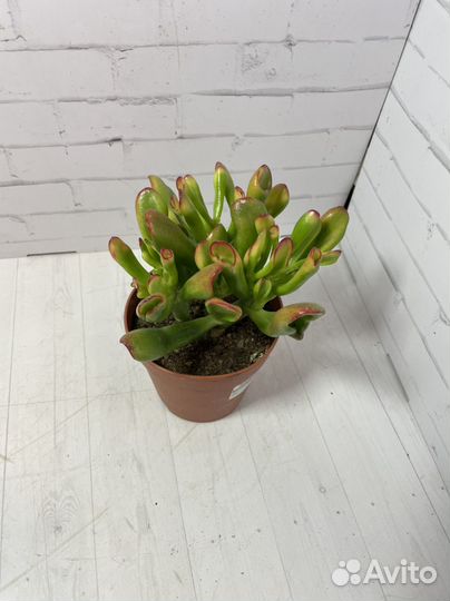 Крассула голлум