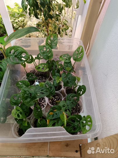 Монстера Адансона