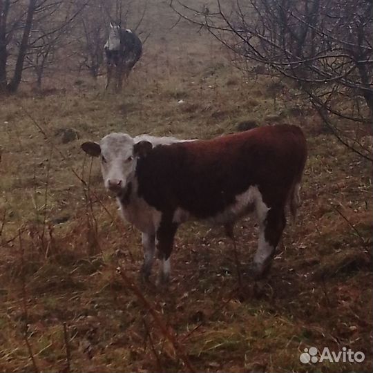 Продам бычков