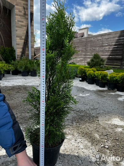 Туя смарагд