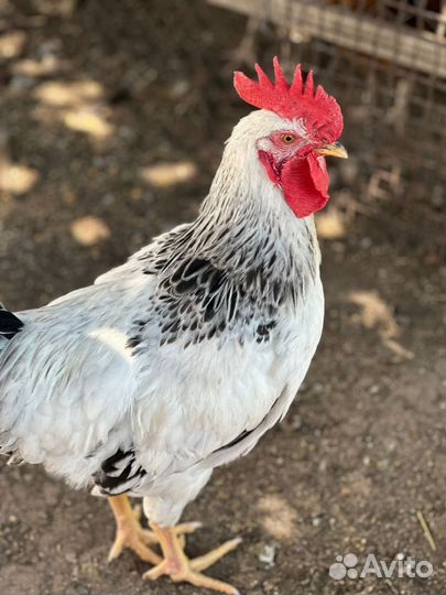 Молодые петухи