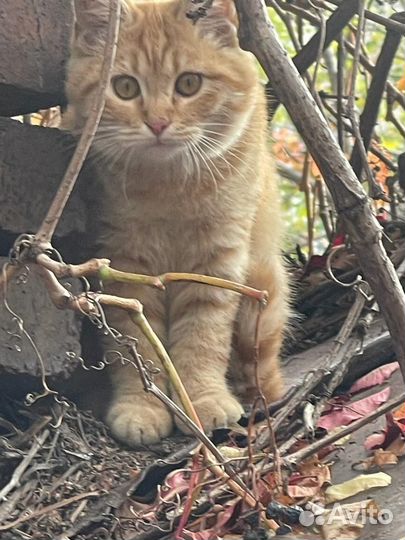 Кошки