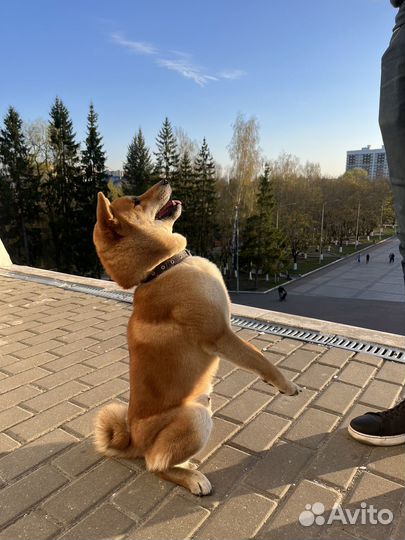 Вязка собак Сиба ину