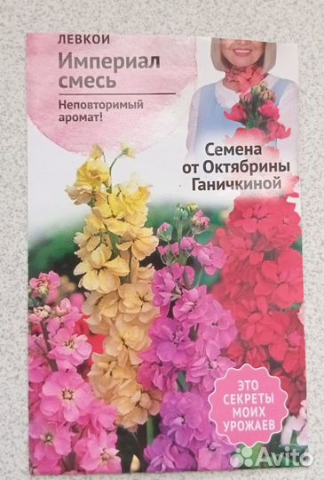 Левкой рассада