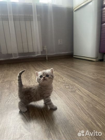 Шотландские вислоухие котята