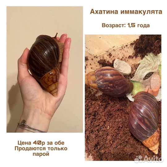 Улитки ахатины