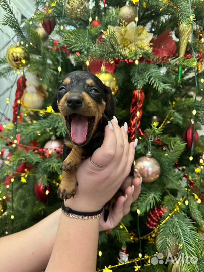 Отдам в хорошие руки, девочку Такса Один месяц