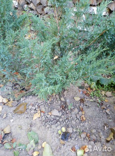 Можжевельники