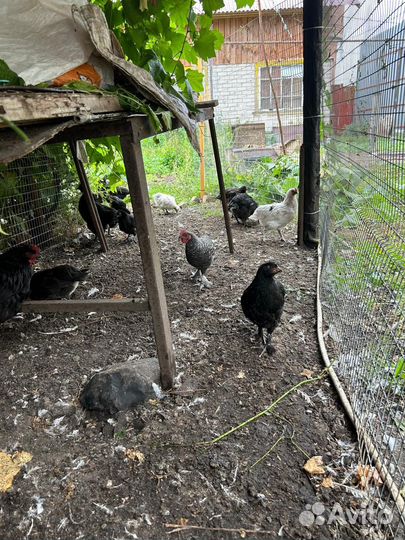 Петушки с прилитием крови Марана, хохлатых