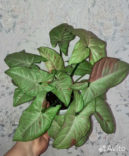 Сингониумы