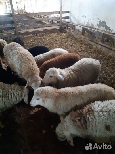 Овцы бараны