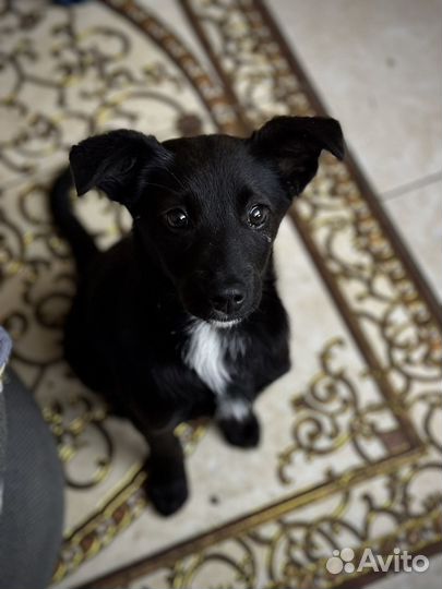 Девчушка в самые добрые руки