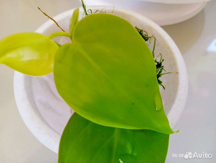 Сциндапсус эпипремнум