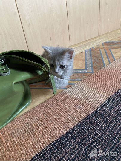 Отдам котят от шотландской кошки вислоухие