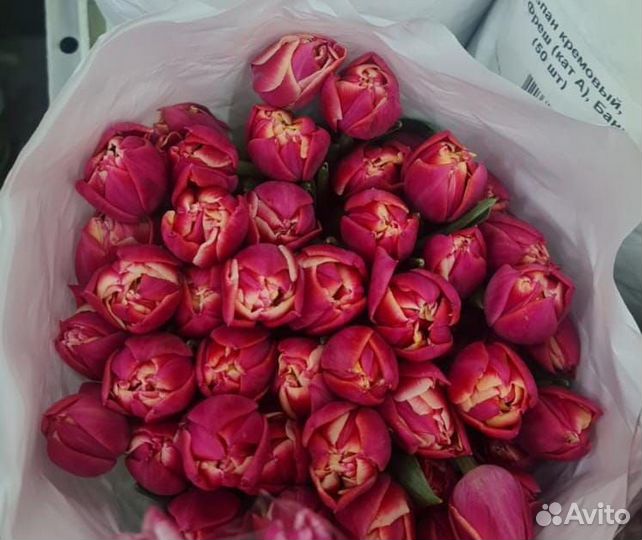 Букет тюльпанов с доставкой пионовидные тюльпаны