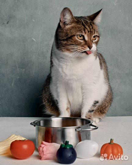Кошка Малинка хочет домой