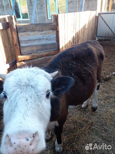 Телка годовалая