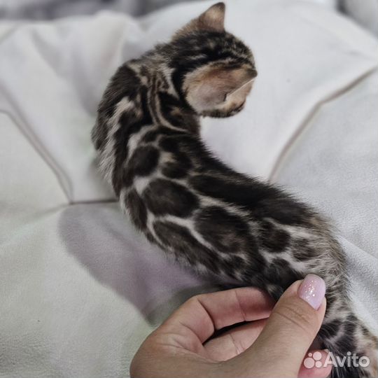 Бенгальская девочка