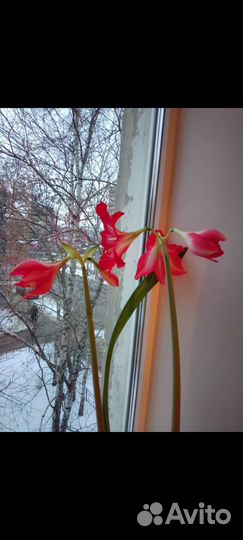 Гиппиаструм