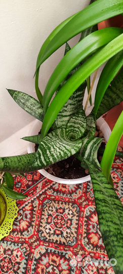 Продам цветы комнатные