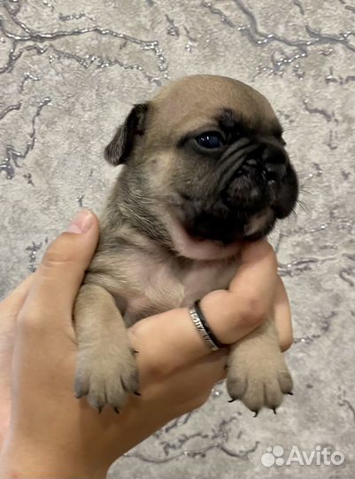 Французики