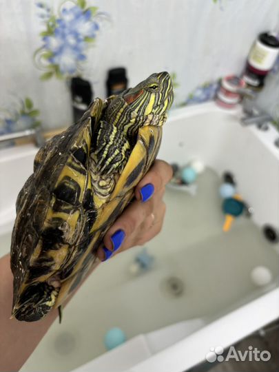 Красноухая черепаха девочка