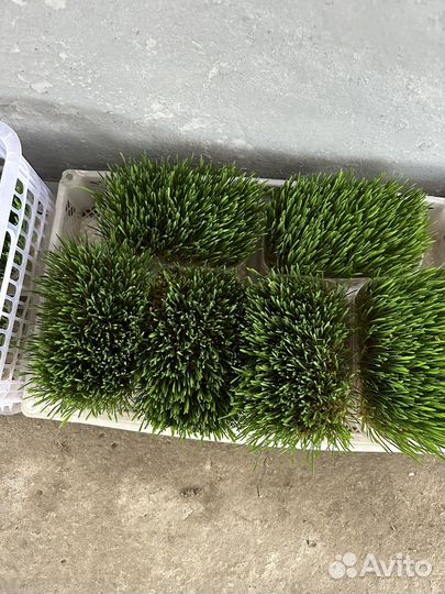 Микрозелень пшеница,овес